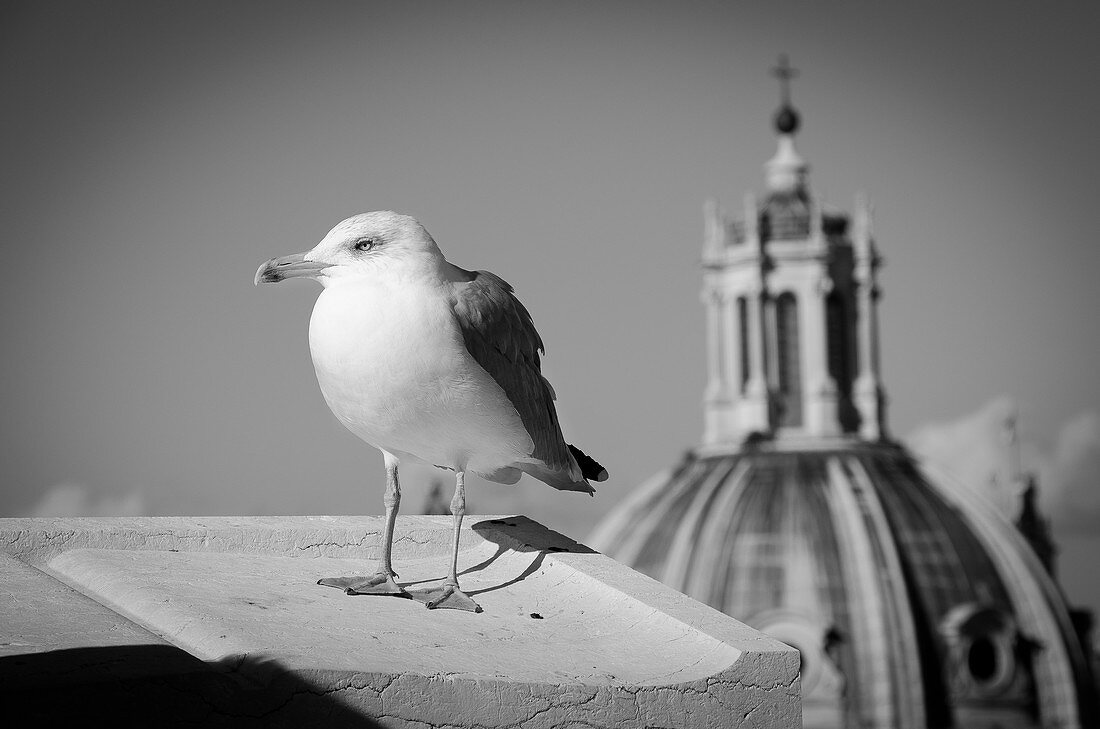 'Italy, Lazio, Rome, view from the ''Altare della Patria'''