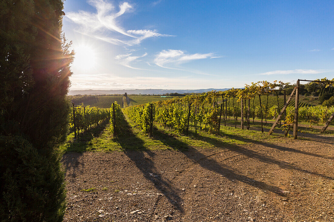 Letzte Sonnenstrahlen des Tages in den Weinbergen des Chianti, San Felice, Castelnuovo Berardenga, Chianti, Provinz Siena, Toskana, Italien, Europa