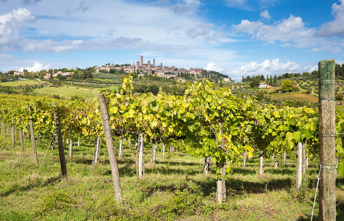 Historisches Zentrum von San Gimignano aus Weinbergen im Herbst, San Giminiano, Provinz Siena, Toskana, Italien, Europa