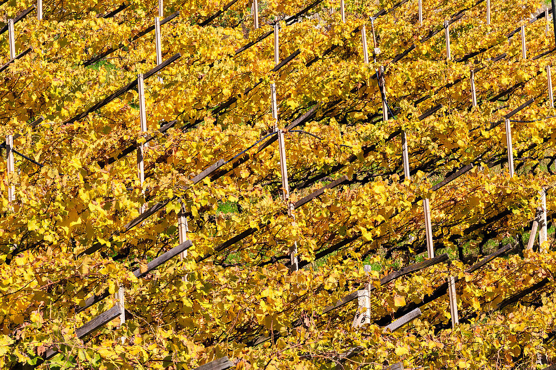 Zoom auf gelbe Weinberge, Meran, Vinschgau, Südtirol, Sudtirol, Italien, Europa