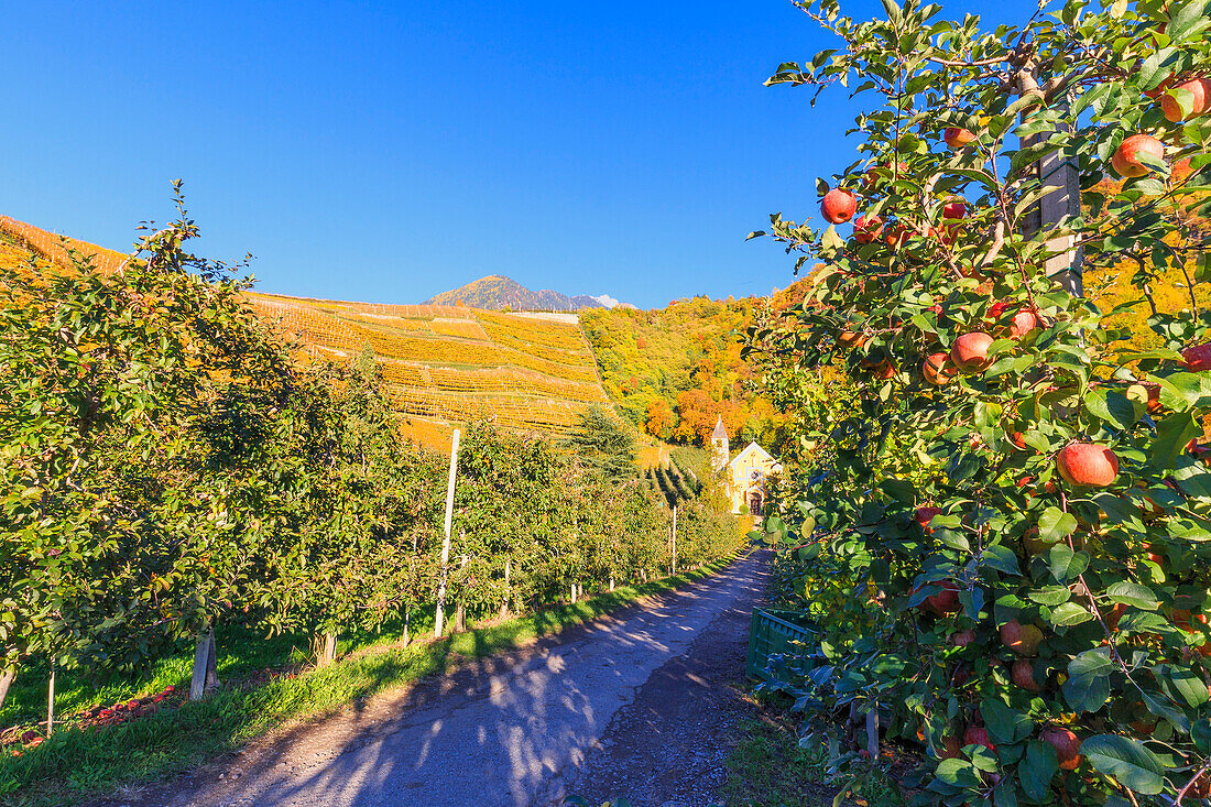 Eine Straße zwischen den Apfelbäumen führt zu St., Valentin Kirche, St. Valentin Kirche bei Labers, Meran, Vinschgau, Südtirol, Sudtirol, Italien, Europa