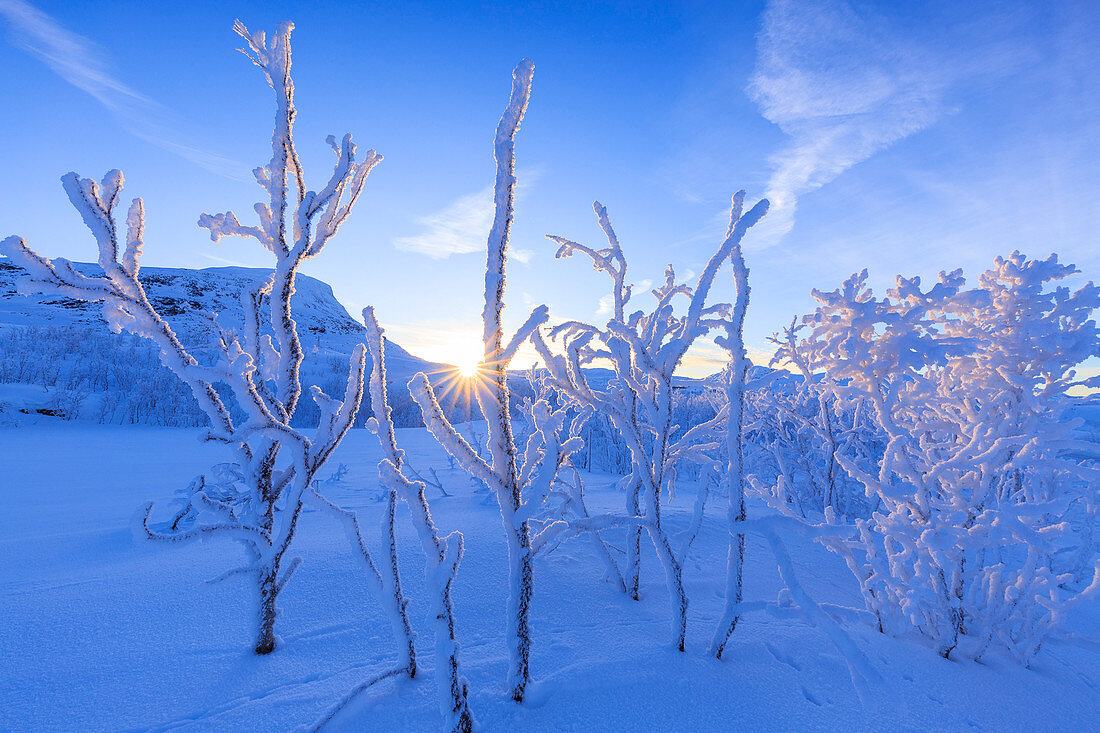 Letzte Sonne auf Frostpflanzen, Riskgransen, Norbottens Ian, Lappland, Schweden, Europa