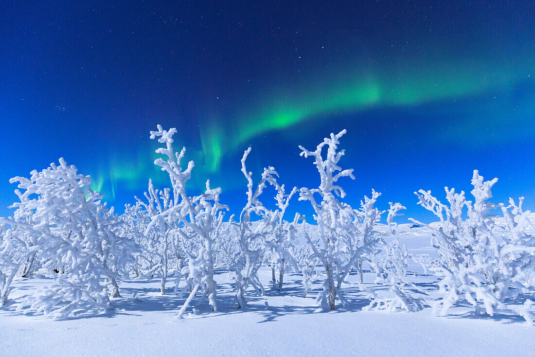 Nordlicht wird grün, der Nachthimmel beleuchtet vom Vollmond, Riskgransen, Norbottens Ian, Lappland, Schweden, Europa