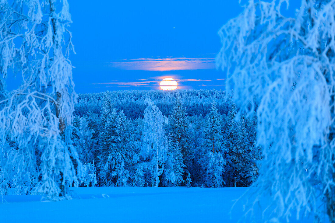 Lunar sunrise over the woods of Lapland, Hukanmaa, Kitkiojoki, Norbottens Ian, Lapland, Sweden, Europe