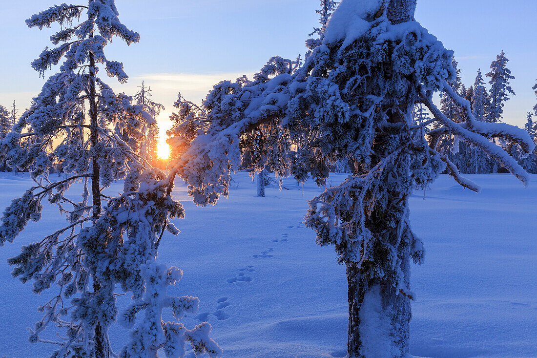 Fußabdruck von Hase am Rande des Lappland Waldes bei Sonnenuntergang, Sarkimukka, Norbottens Ian, Laplans, Schweden, Europa
