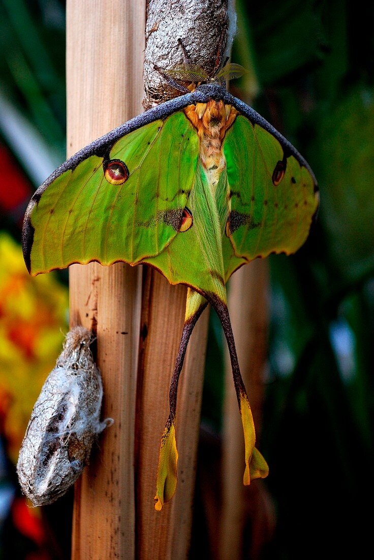 Exemplar von seltener Schönheit und großer Dimension, aus Madagaskar, Der wissenschaftliche Name dieses Schmetterlings ist Argema mittrei, aber es wird gemeinhin als Butterfly Comet