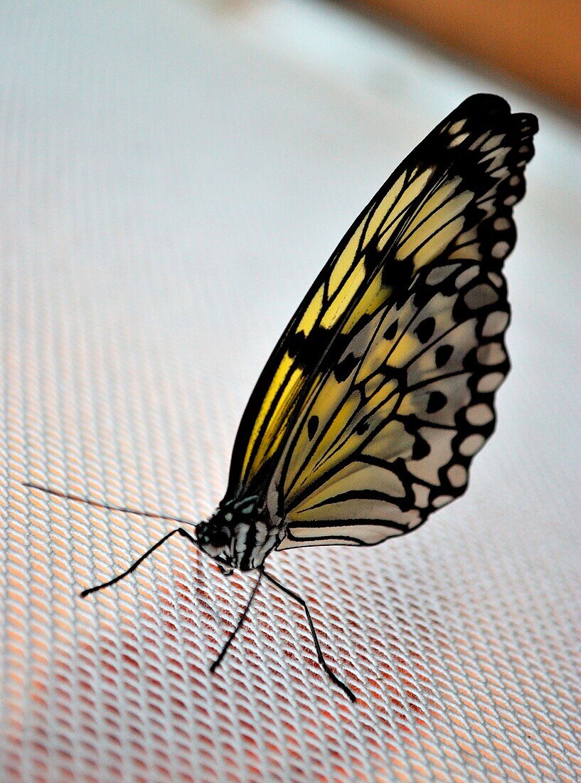 Gelber Schmetterling in Gefangenschaft, Florece, Italien