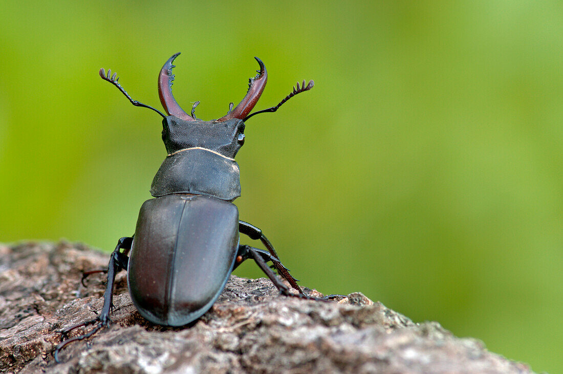 Lucanus cervus, Casareggio, Ligurien, Vobbia, Italien