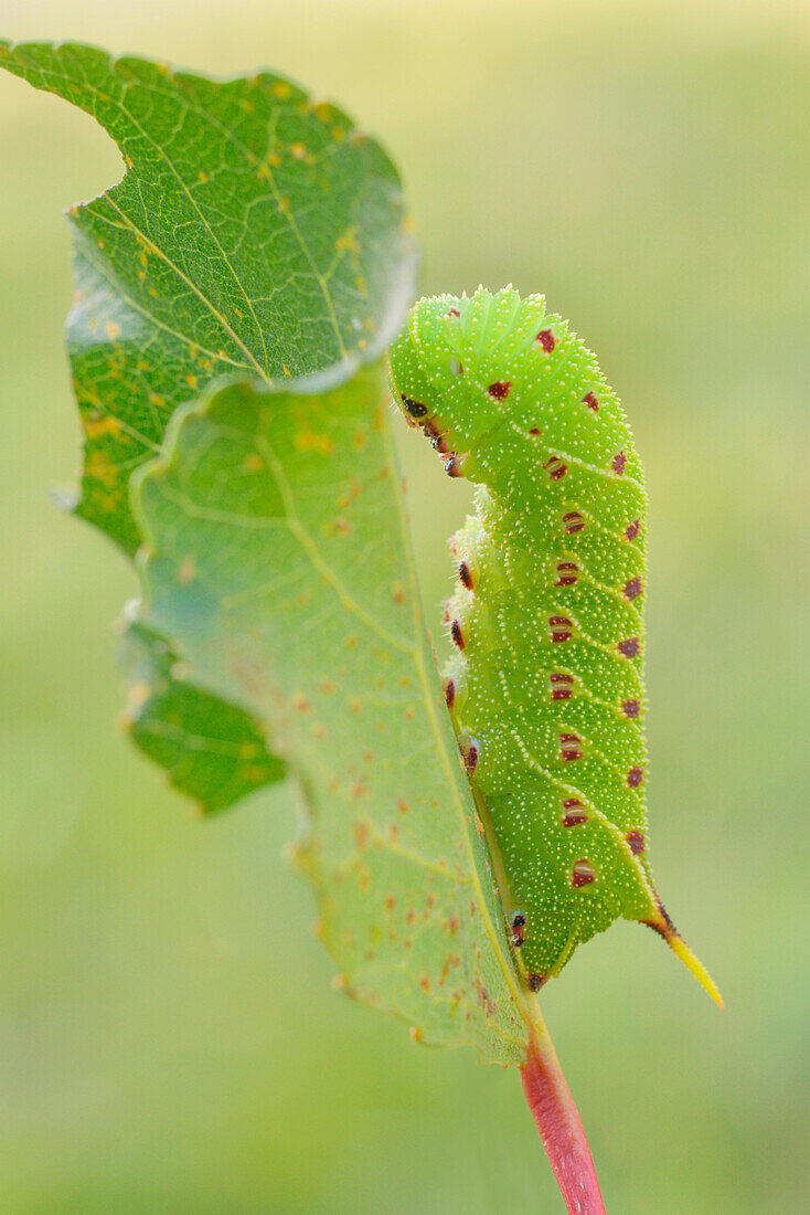 Laothoe populi, Casareggio, Liguria, Vobbia, Italy