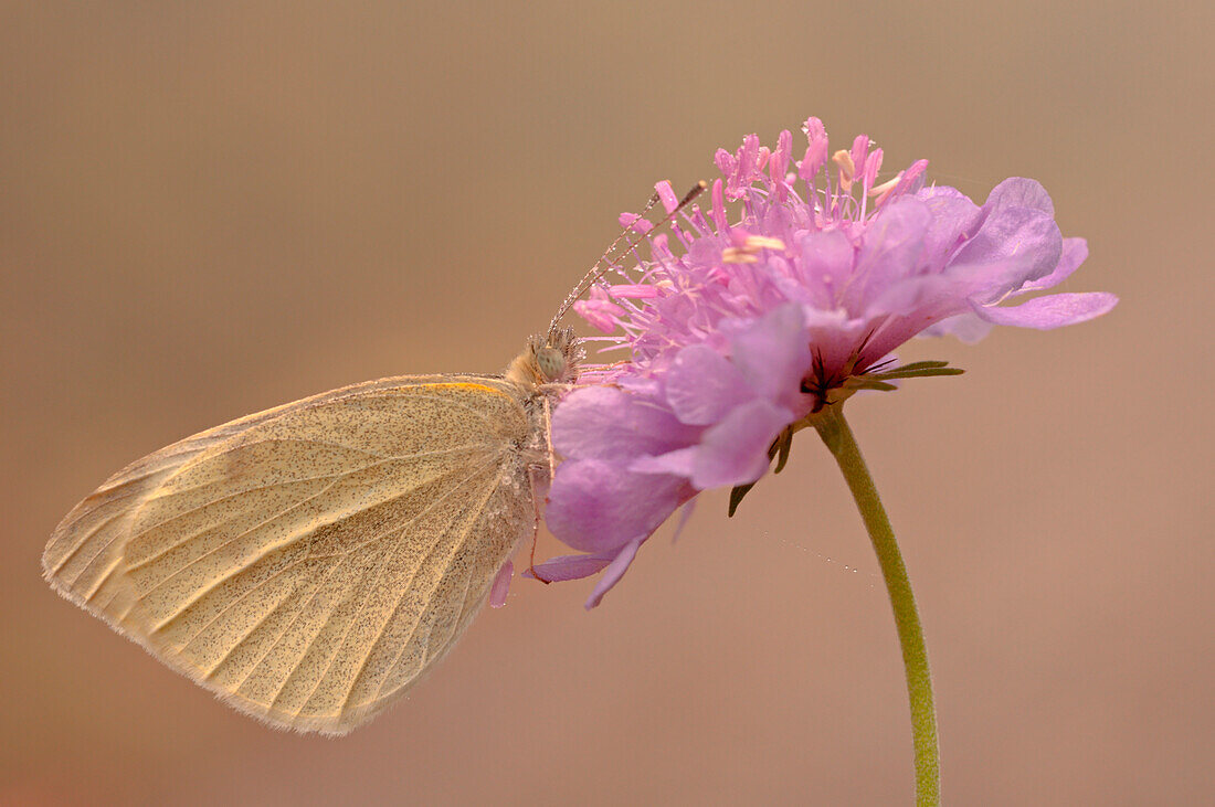 Pieris brassicae, salata, Piemont, Italien