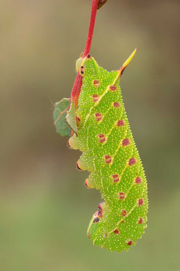 Laothoe populi, Casareggio, Ligurien, Vobbia, Italien