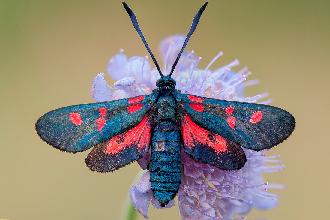 Zygaena filipendulae