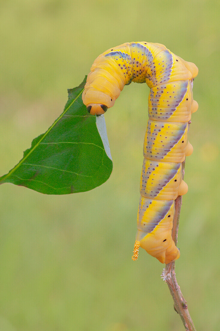 Acherontia atropos, Casareggio, Ligurien, Italien