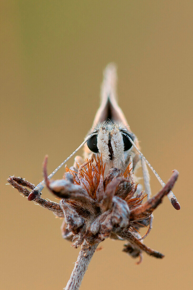 Pyrgus malvoides, butterfly, Salata di Mongiardino, Piedmont, Italy