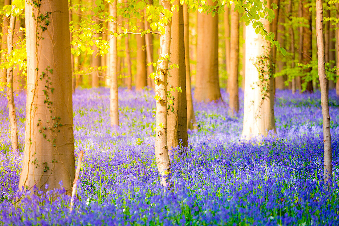 Hallerbos, Buchenwald in Belgien voller blauer Glockenblumen