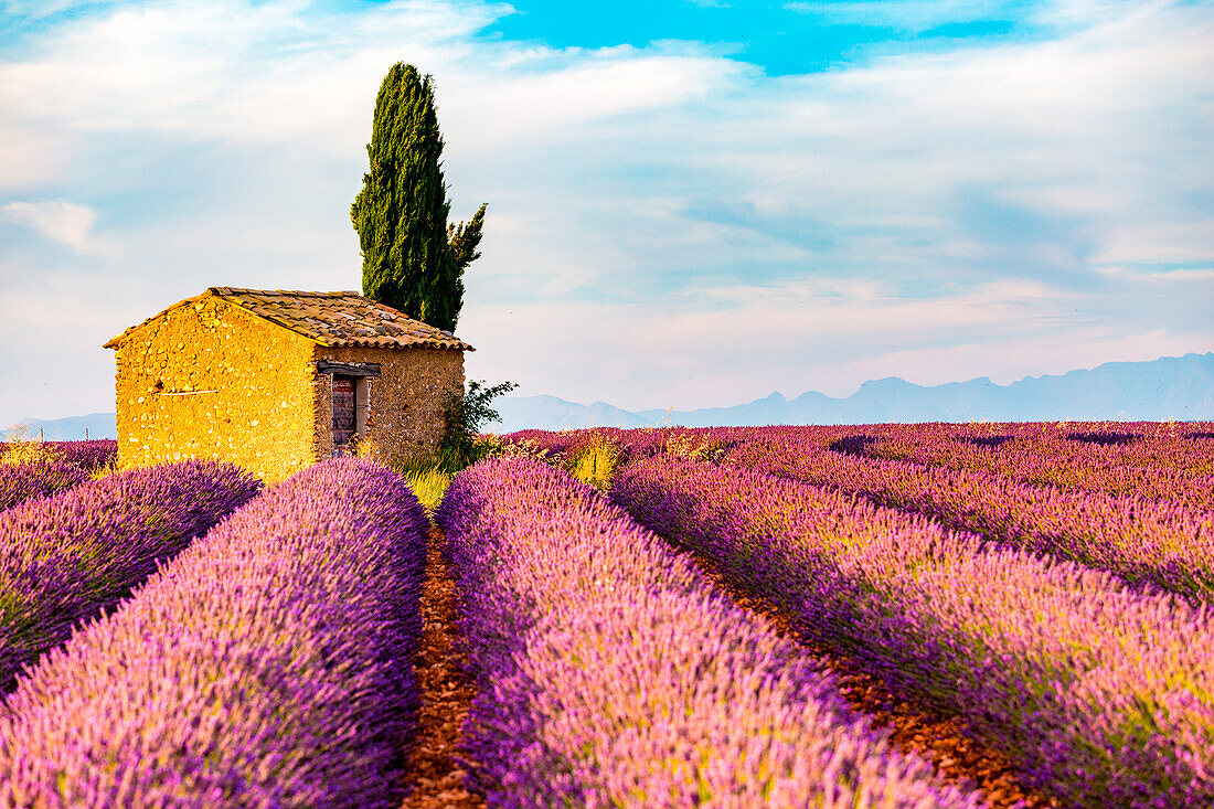 Provence, Valensole Plateau, France, Europe, Lonely farmhouse and cypress tree in a Lavender field in bloom, sunrise with sunburst