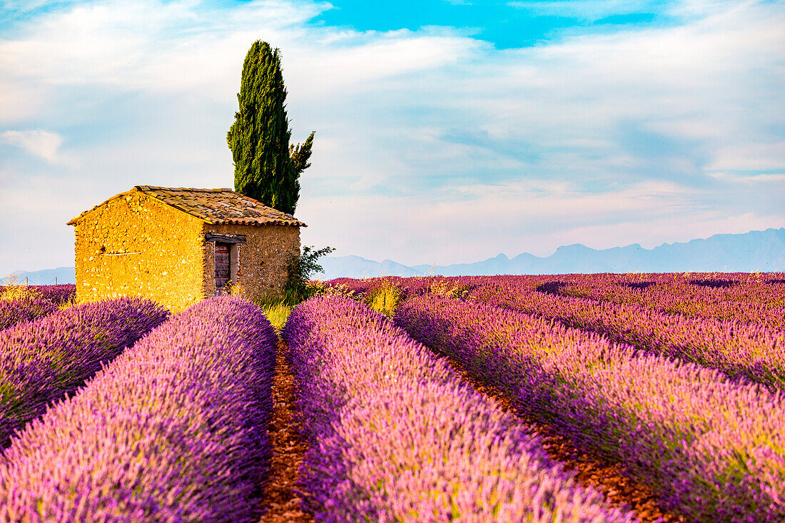 Provence, Valensole Plateau, Frankreich, Europa, Einsames Bauernhaus und Zypressenbaum in einem Lavendelfeld in voller Blüte, Sonnenaufgang mit Sonnendurchbruch