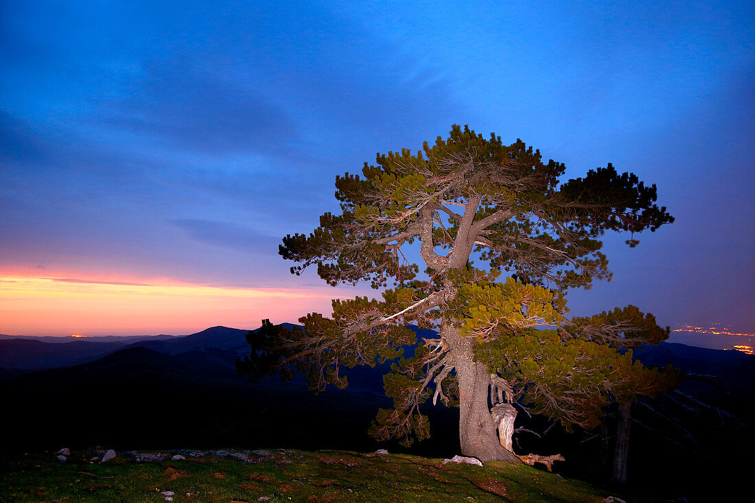 Bosnian pine in Pollino National Park, Potenza district, Basilicata, Italy