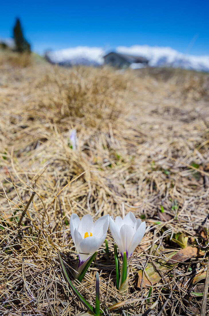 Crocus , Val Chalamy, Mont Avic Natura Park, Aosta Valley, Italy