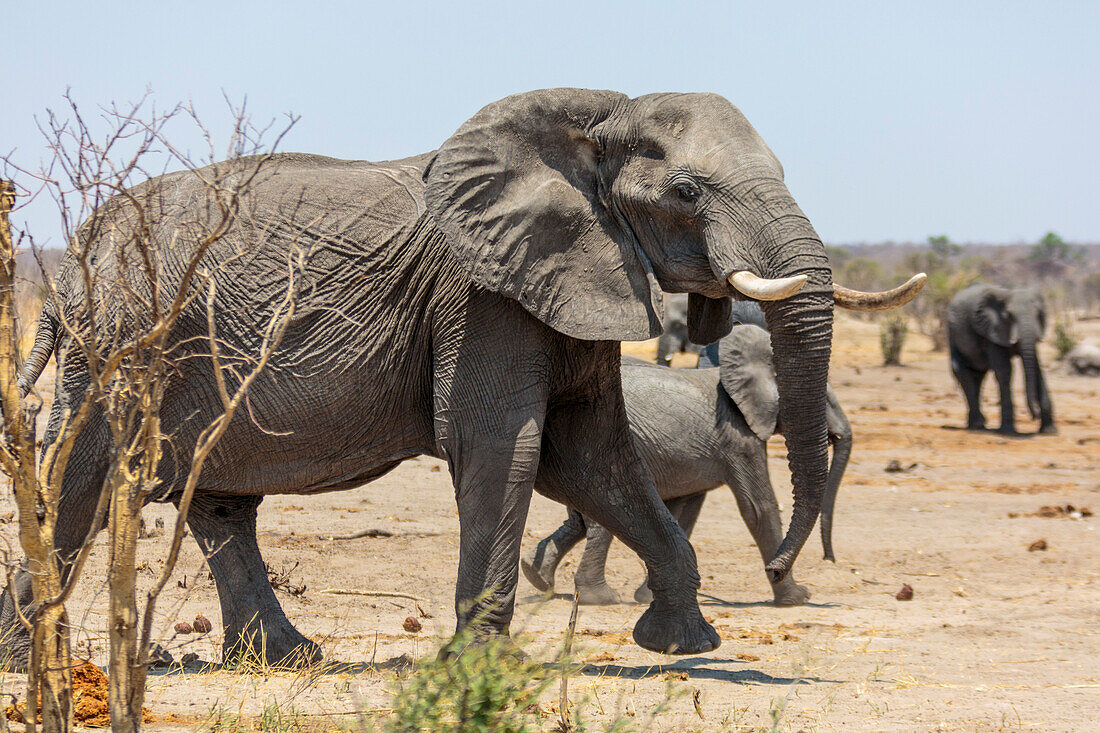 Elefanten, Kalahari, Namibia