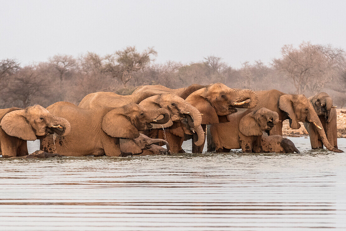 Herde von Elefanten Trinkwasser, Etosha Nationalpark, Region Oshikoto, Namibia