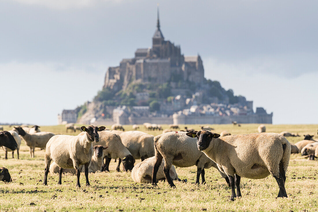 Schafe, die mit dem Dorf im Hintergrund weiden, Mont-Saint-Michel, Normandy, Frankreich