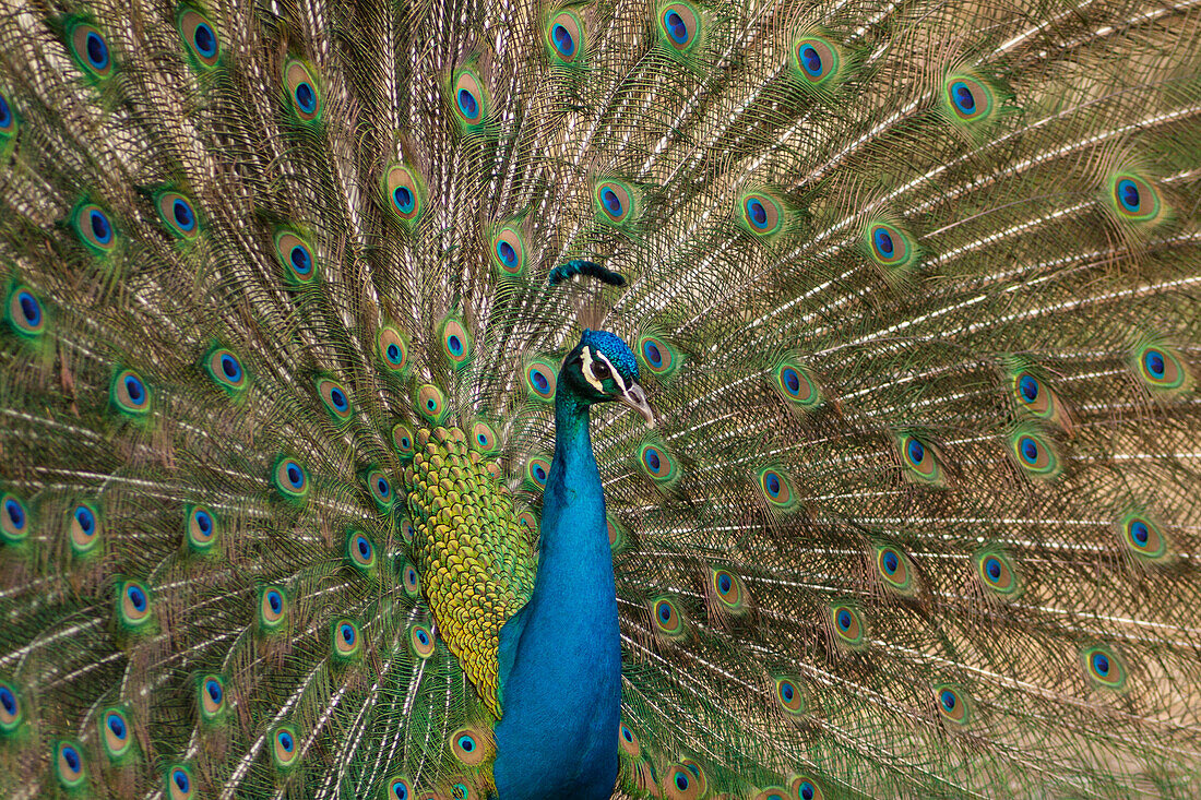 Lombardy, Italy, Peacock