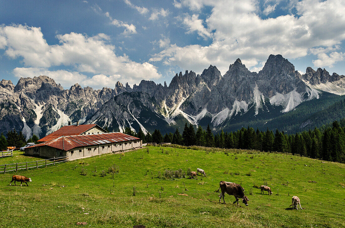 Vedorcia, Spalti di Toro, Dolomiten, Belluno, Veneto, Italien, Kühe in Vedorcia