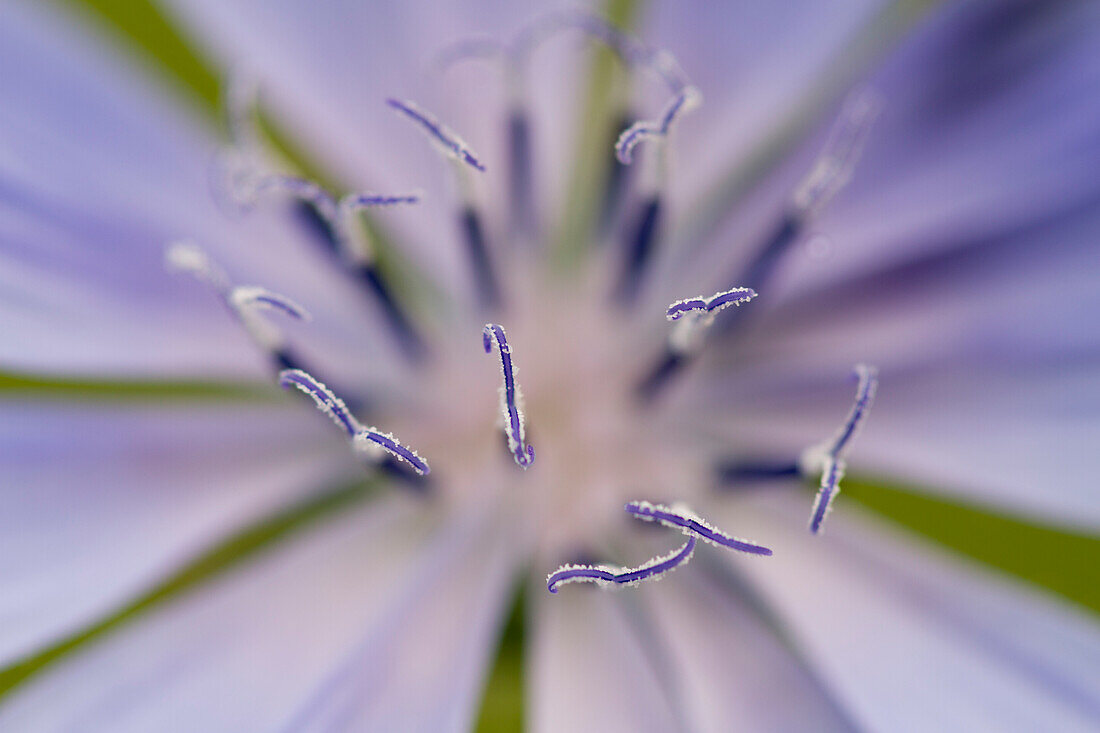 Ein Makro Detail von Anther von Cicoria Comune Blume oder Cichorium, Asteraceae Familie, Lombardei, Italien