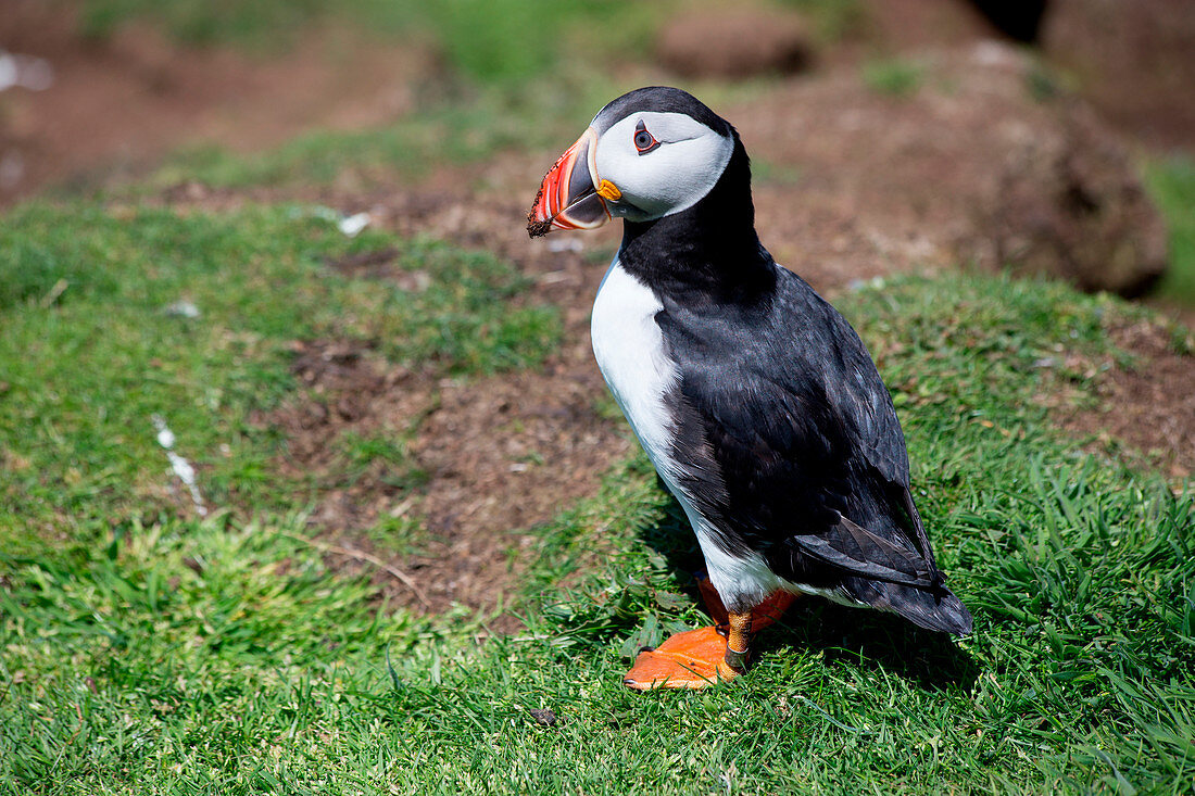 Europe, United Kingdom, Scotland, Puffin