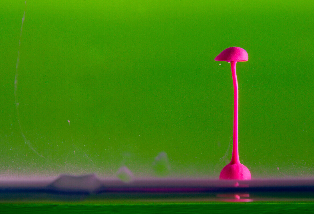 A colored drop of magenta when it falls in the water creates different shapes often similar to a mushroom