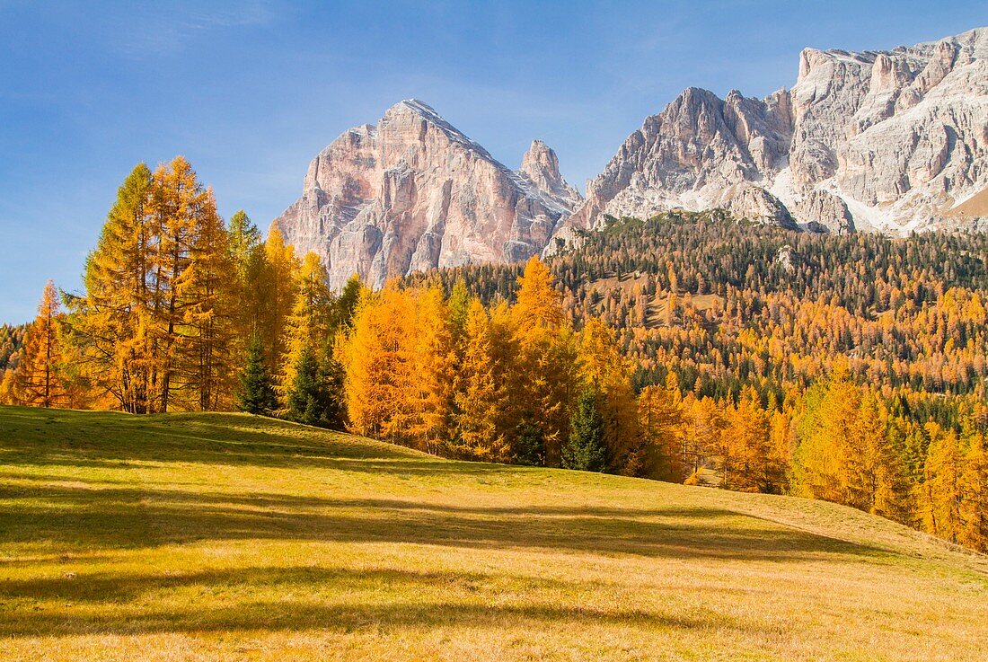 Europe, Italy, Veneto, Belluno, Autumn in Cortina d' Ampezzo between larix - Dolomites