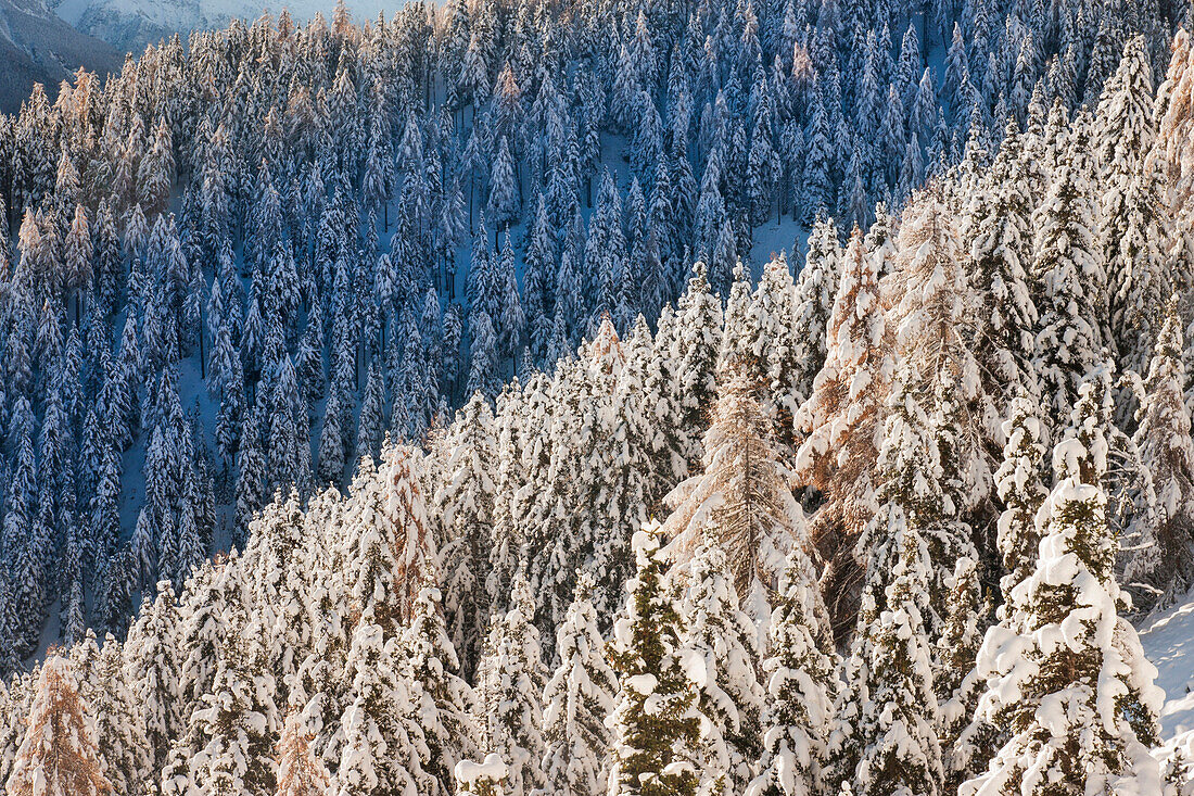 Europe, Italy, Lombardy, Snowy pine forest in winter