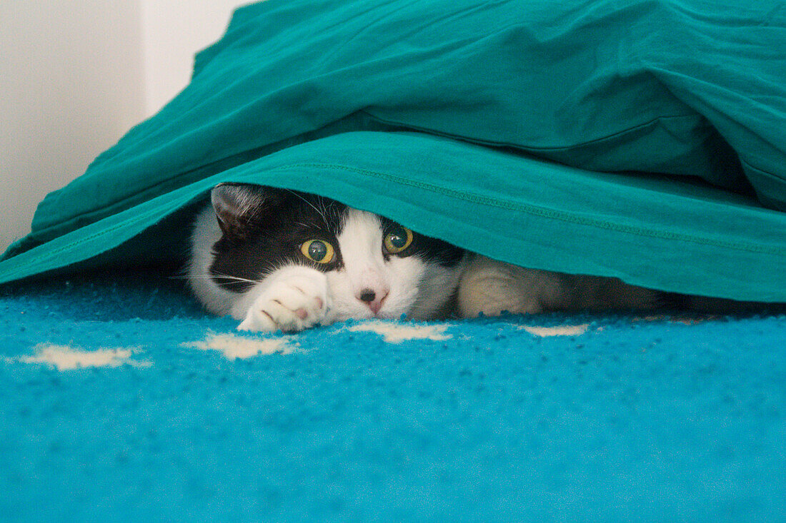 A cat under the covers - Veneto - Italy
