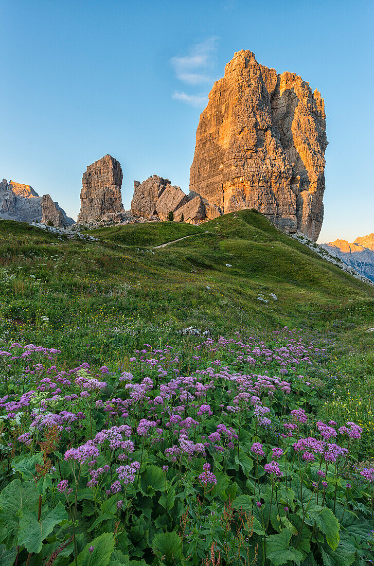 Cinque Torri mountains at sunset with violet flowers on foreground, Dolomites, Veneto, Italy