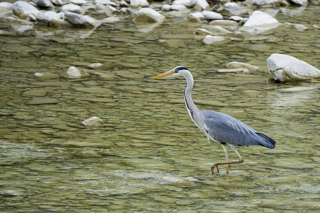 Graureiher in einem Fluss, Casentinesi Wälder NP, Emilia Romagna, Italien