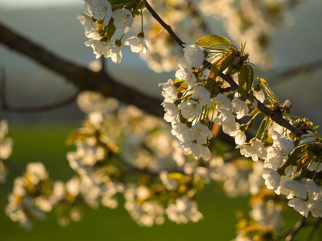 Italy, Umbria, Peach tree flowers at sunset