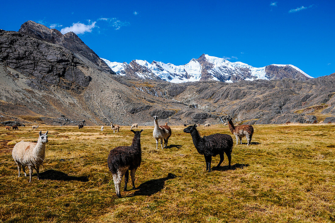 Bolivia, La Paz district, Llamas in the Bolivian plateau