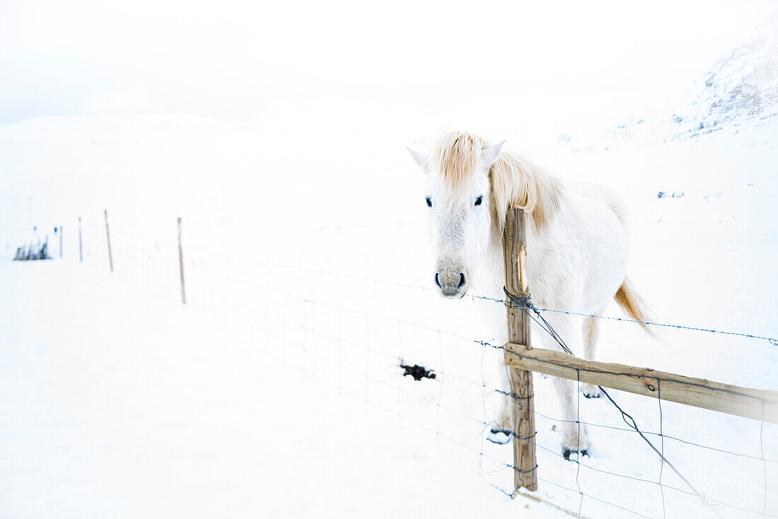 Snaefellsness Halbinsel, West-Island, Europa, Weißes isländisches Pferd im Winter Schnee
