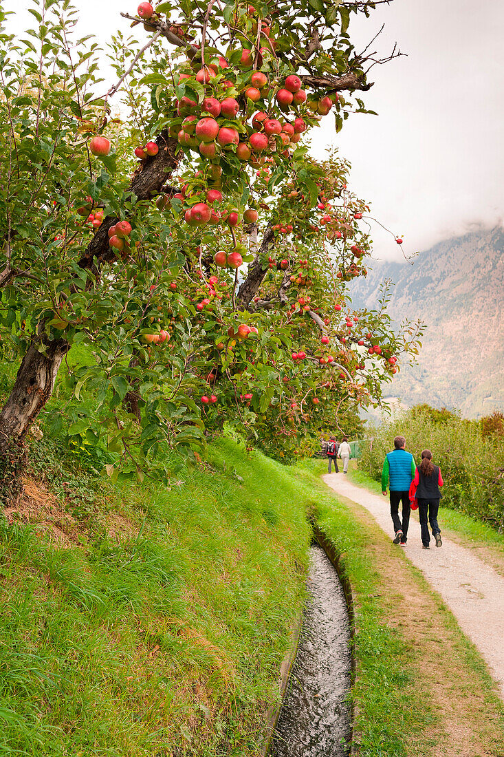 Ein herbstlicher Blick auf den Lagundo Waalweg mit zwei Menschen auf dem Pfad und Apfelbäumen an der Seite, Provinz Bozen, Südtirol, Trentino Alto Adige, Italien, Europa