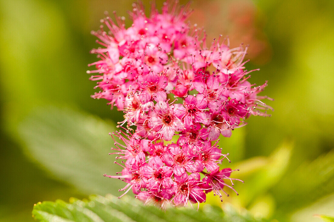 a suggestive close up of a bunch of little violet flowers called Spirarea Japonica