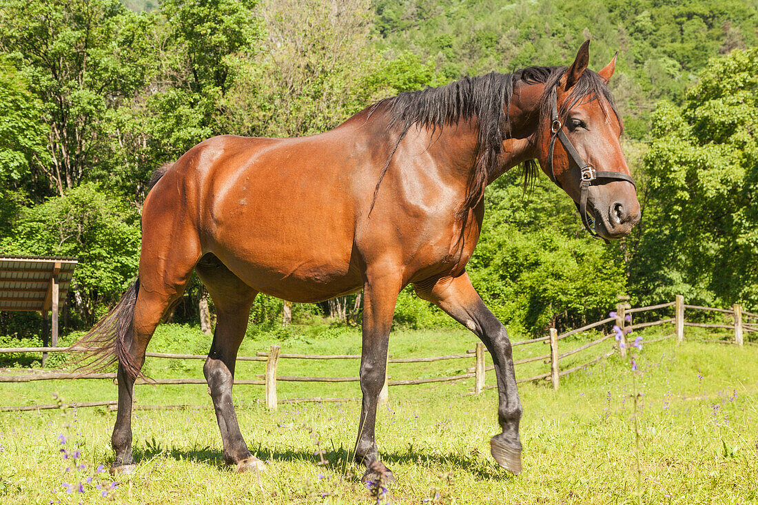 Salet, Center of Equestrian Selection, Sedico, Veneto, Maremmano horse grazing in the area of forestry center