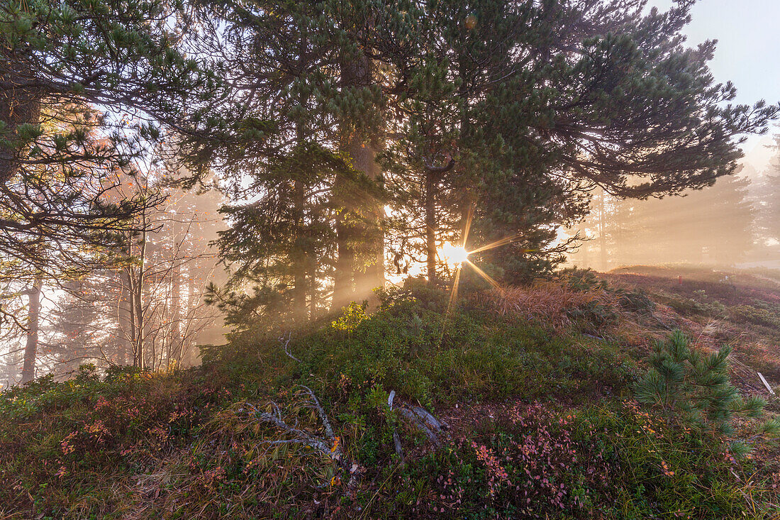 Europa, Südtirol, Bozen, Passo delle Erbe, Sonnenstrahlen filtern durch die Bäume in einem nebligen Morgen