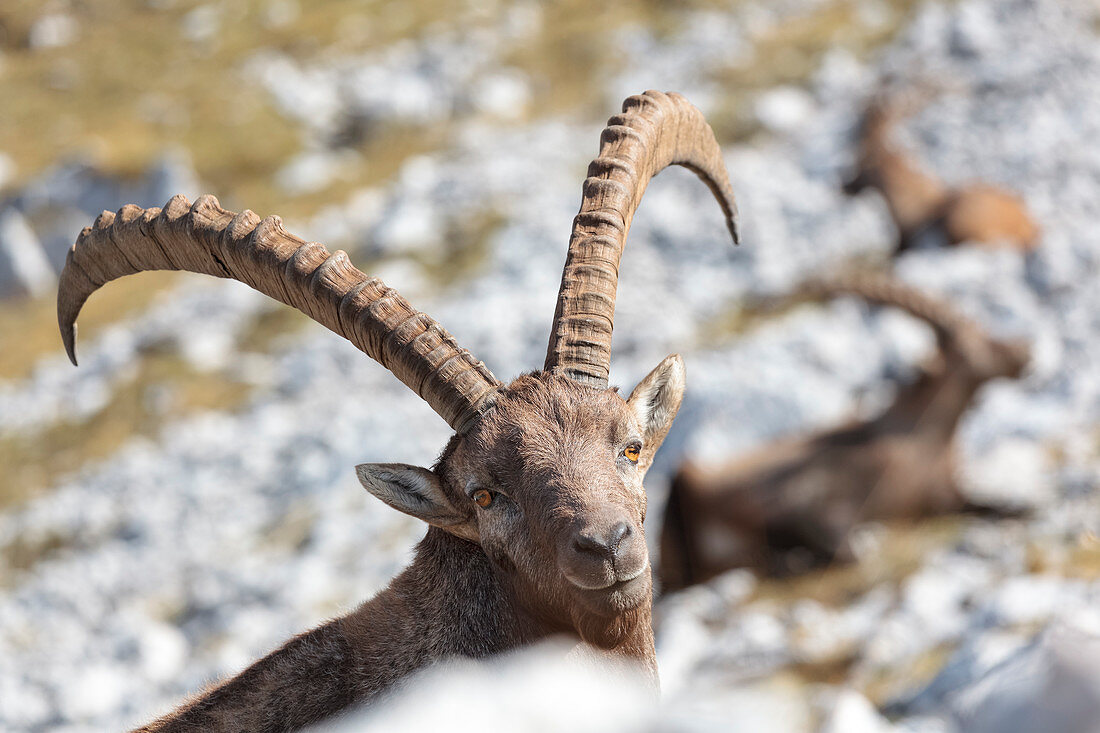 Europe, Italy, Veneto, Cadore, Auronzo, Alpine ibex , Capra ibex