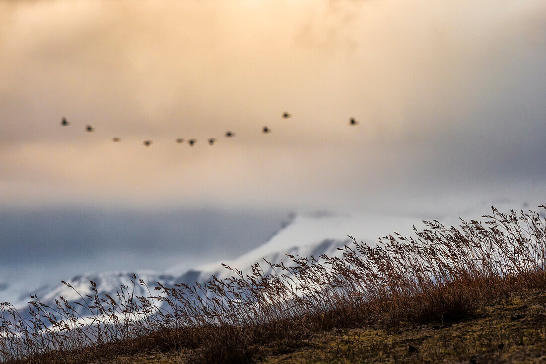 Svalbard, birds migrating south, Spitsbergen, Norway