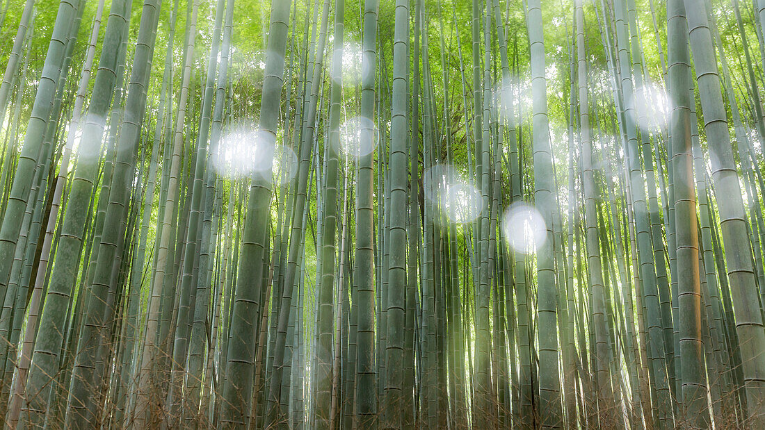 Arashiyama Bambuswald, Kyoto, Japan