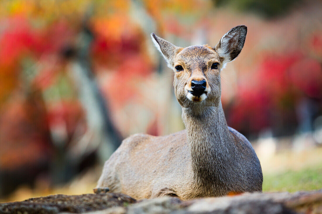 Sika deer in Nara, Honshu, Japan