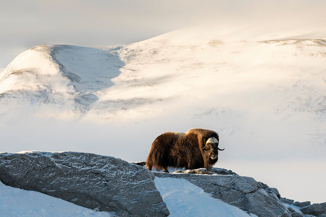 Dovrefjell Nationalpark, Oppdal, Norwegen