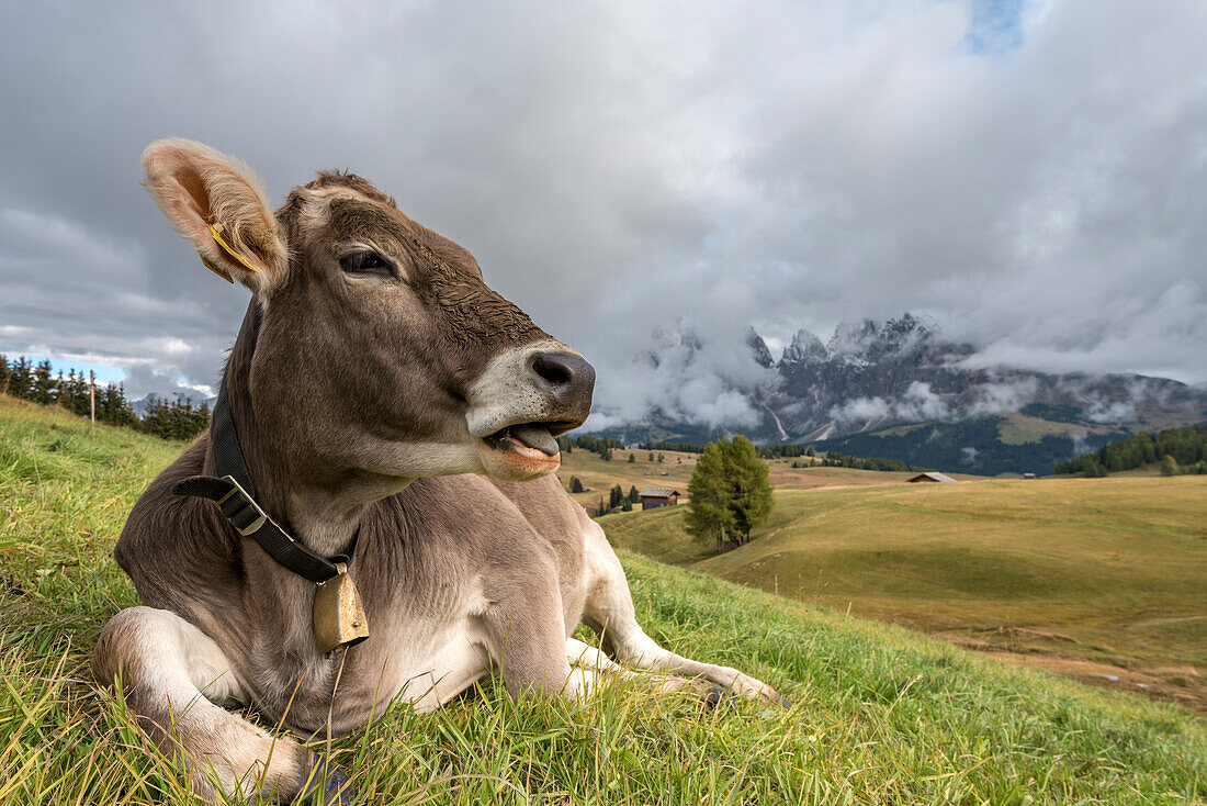 Alpe di Siusi, Seiser Alm, Dolomites, South Tyrol, Italy, Sunset on the Alpe di Siusi, Seiser Alm