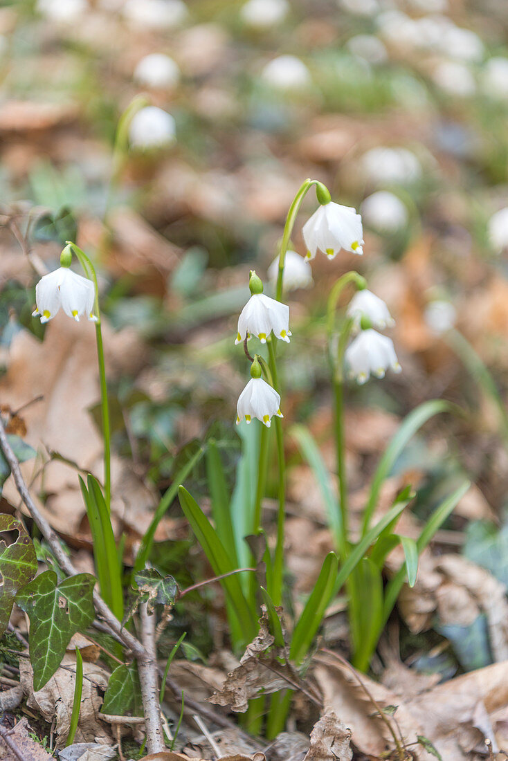 Caldaro, Kaltern, Bolzano province, South Tyrol, Italy, The Spring Snowflake in the Spring Valley